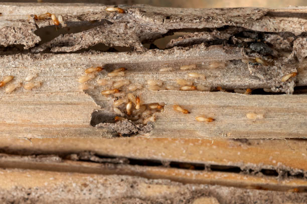 Trusted Bay Shore, NY Pest Control Experts